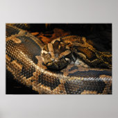 Burmese Python Poster (Vorne)