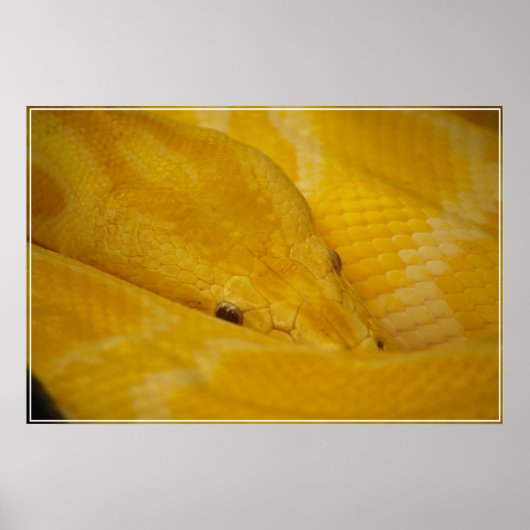Burmese Python Poster (Vorne)