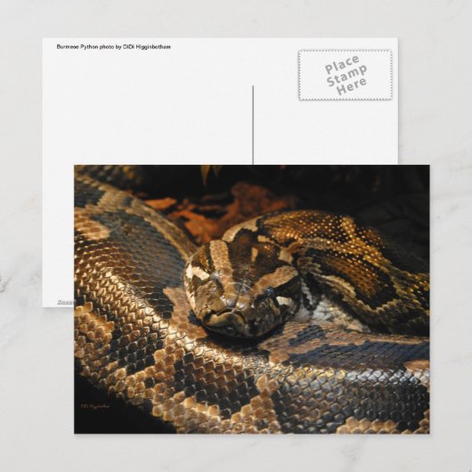 Burmese Python Postkarte (Vorne/Hinten)