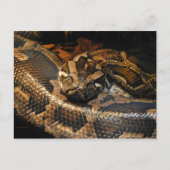 Burmese Python Postkarte (Vorderseite)