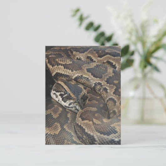 Burmese Python Postkarte (Stehend Vorderseite)