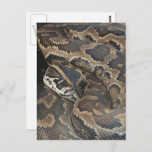Burmese Python Postkarte (Vorne/Hinten)