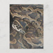 Burmese Python Postkarte (Vorderseite)