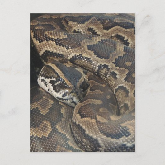 Burmese Python Postkarte (Vorderseite)