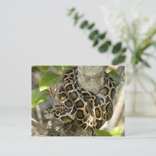 Burmese Python Snake Postkarte (Stehend Vorderseite)