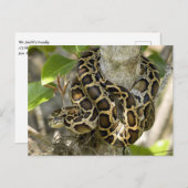 Burmese Python Snake Postkarte (Vorne/Hinten)