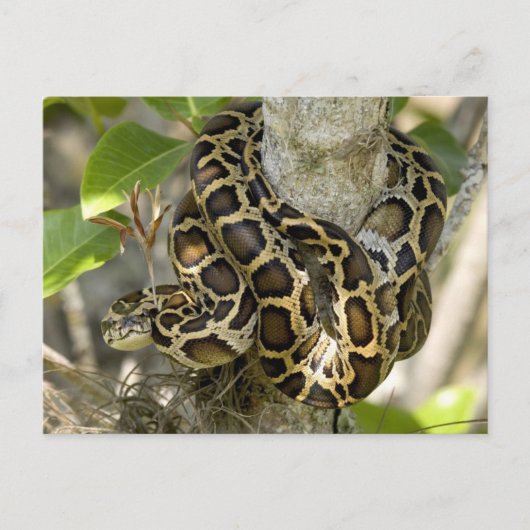 Burmese Python Snake Postkarte (Vorderseite)