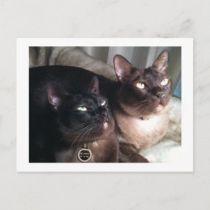 BurmeseDuo_18 Postkarte