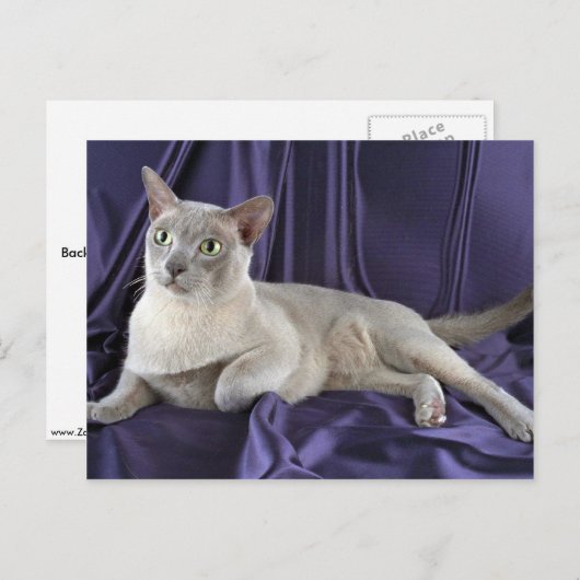 Burmesen, Lila Postkarte (Vorne/Hinten)