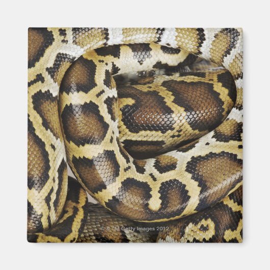 burmesische Python Magnet (Vorne)