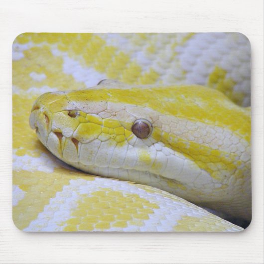burmesische Python Mousepad (Vorne)