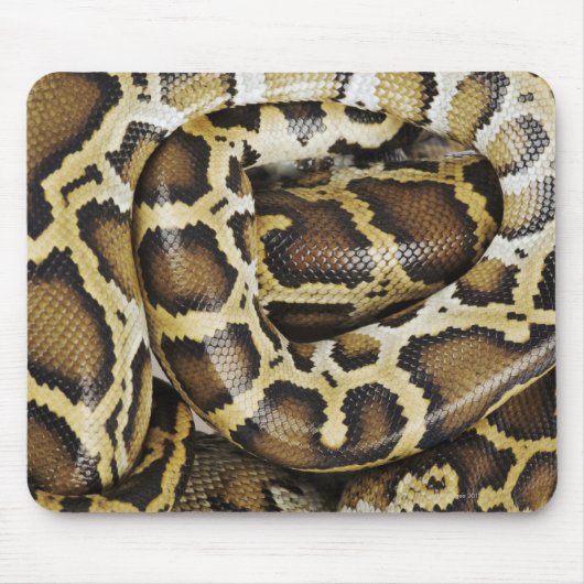 burmesische Python Mousepad (Vorne)