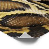 burmesische Python Poster (Ecke)