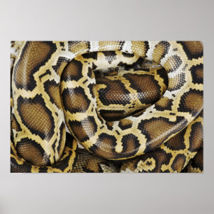 burmesische Python Poster