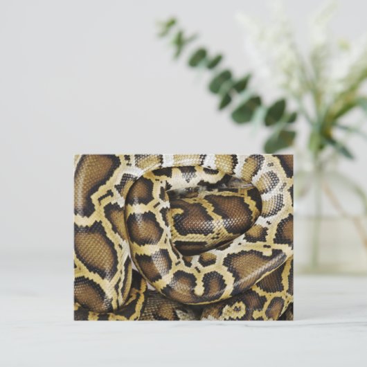 burmesische Python Postkarte (Stehend Vorderseite)