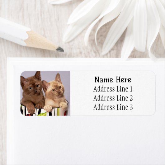 Burmische Kätzchen in einer Tasse Rücksendeadresse (Insitu)