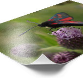Burnet-Moth mit fünf Flecken Fotodruck (Ecke)