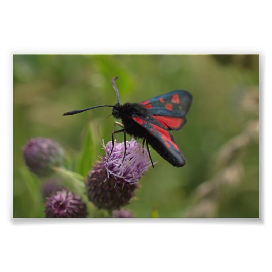 Burnet-Moth mit fünf Flecken Fotodruck (Vorne)