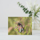 Burnet Moth Postkarte (Stehend Vorderseite)