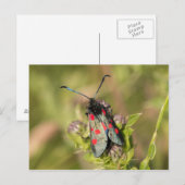 Burnet Moth Postkarte (Vorne/Hinten)