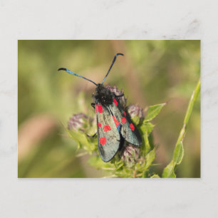 Burnet Moth Postkarte