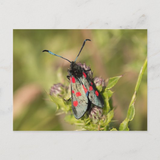 Burnet Moth Postkarte (Vorderseite)