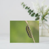 Burnet Moth Raupe Postkarte (Stehend Vorderseite)