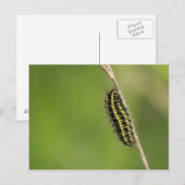 Burnet Moth Raupe Postkarte (Vorne/Hinten)