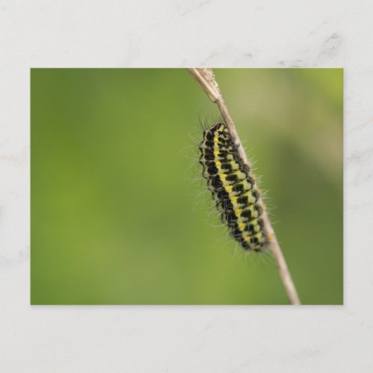 Burnet Moth Raupe Postkarte (Vorderseite)