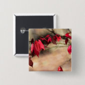 Burning Bush Autumn Foliage - Euonymus alatus Button (Vorne & Hinten)
