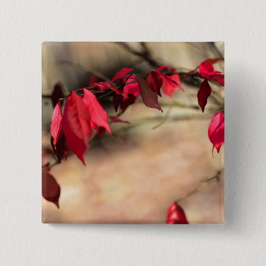 Burning Bush Autumn Foliage - Euonymus alatus Button (Vorderseite)
