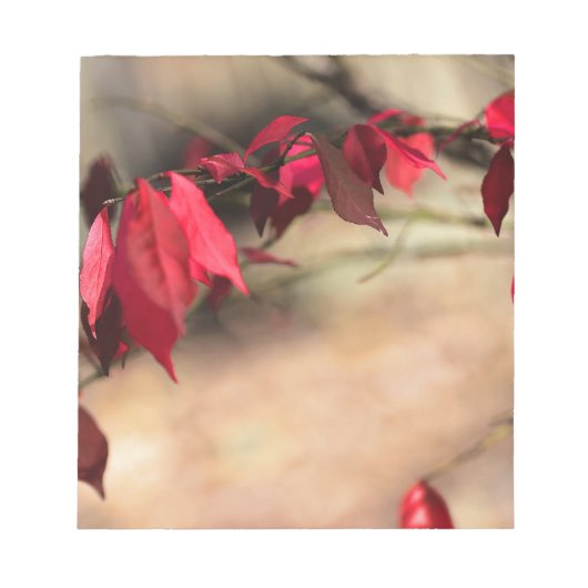 Burning Bush Autumn Foliage - Euonymus alatus Notizblock (Vorderseite)