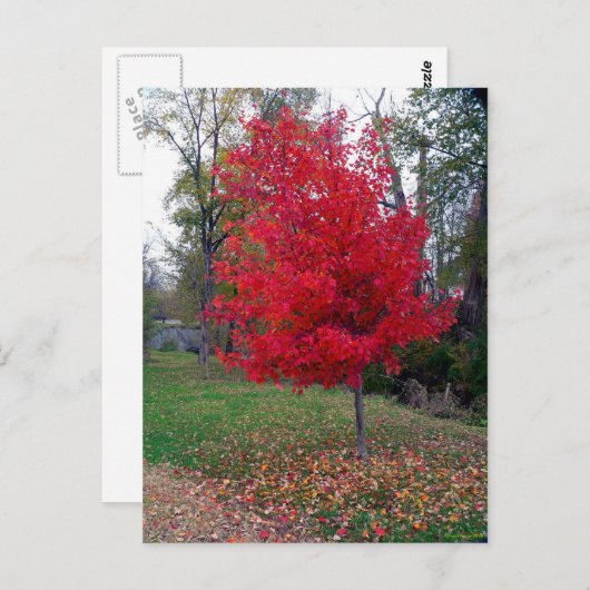 Burning Bush Postcard Postkarte (Vorne/Hinten)