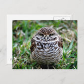 Burning Owl. Postkarte (Vorne/Hinten)