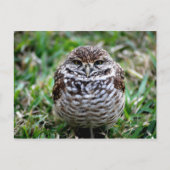 Burning Owl. Postkarte (Vorderseite)