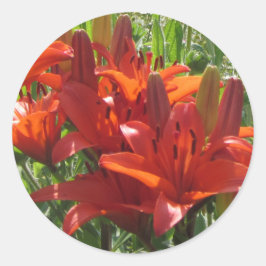 Burnt Orange Asiatic Lilies Runder Aufkleber