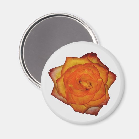 Burnt Orange Rose Magnet (Vorderseite/Rückseite)