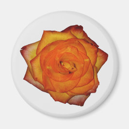 Burnt Orange Rose Magnet