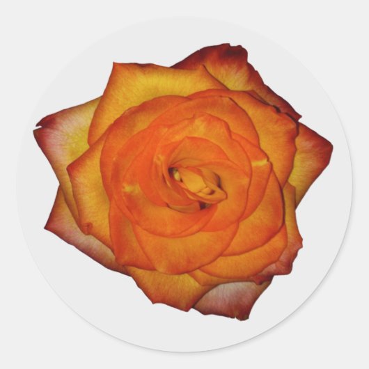 Burnt Orange Rose Stickers (Vorderseite)