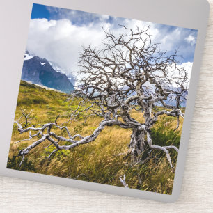 Burnt tree, Torres del Paine, Chile Aufkleber
