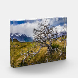 Burnt tree, Torres del Paine, Chile Fotoblock