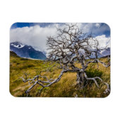 Burnt tree, Torres del Paine, Chile Magnet (Horizontal)