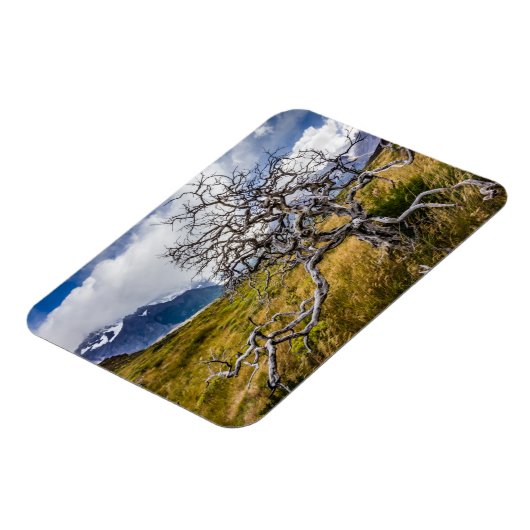Burnt tree, Torres del Paine, Chile Magnet (Linke Seite)