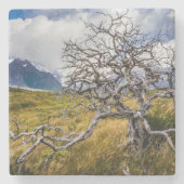 Burnt tree, Torres del Paine, Chile Steinuntersetzer (Vorderseite)