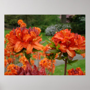 BÜROKUNSTDRUCKE AZALEEN 25 Orange Azalee Garten Poster