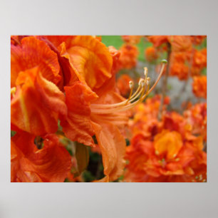 BÜROKUNSTWERK Azaleen Orange 1 Azaleenblüten Poster