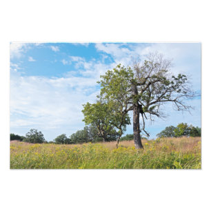 Burr Oak Trees und Prairie Fotodruck