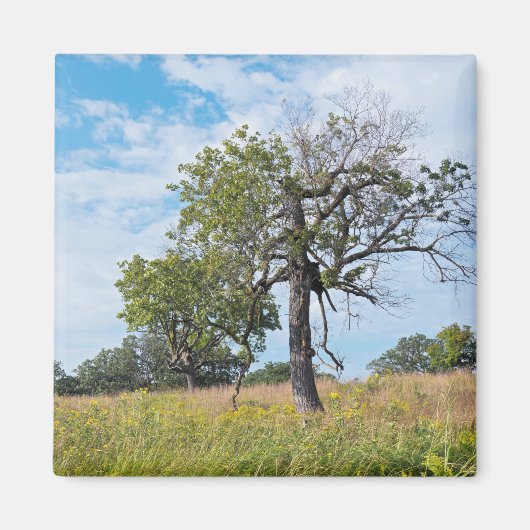 Burr Oak Trees und Prairie Magnet (Vorne)