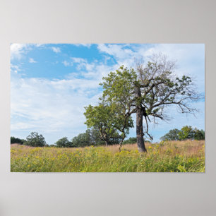 Burr Oak Trees und Prairie Poster