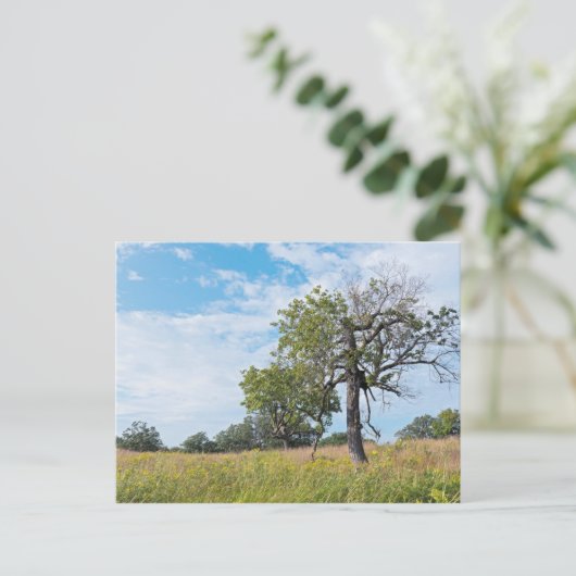 Burr Oak Trees und Prairie Postkarte (Stehend Vorderseite)